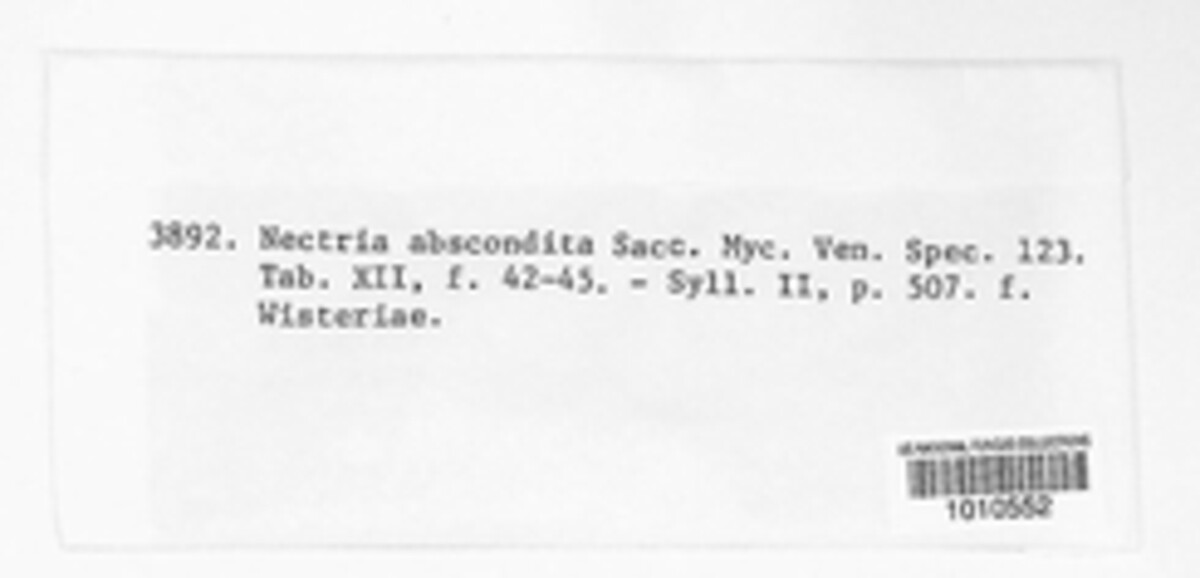Cryphonectria abscondita image